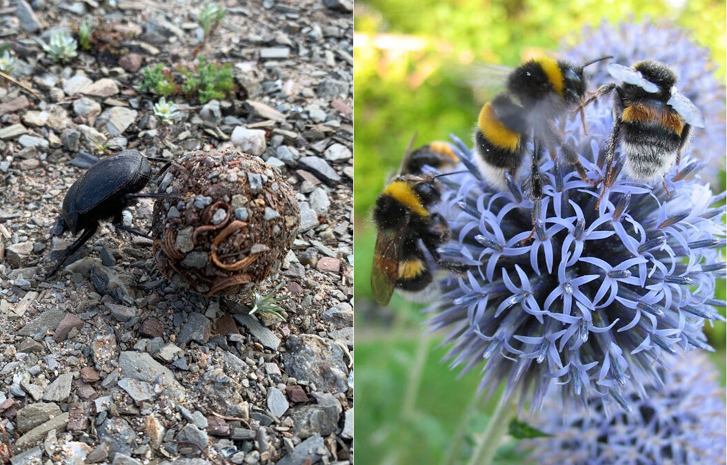 Of bumblebees and dung beetles | HAPPINESS | A way of looking at things