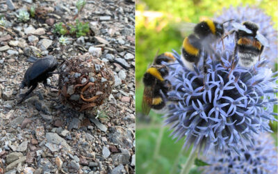 De abejorros y escarabajos peloteros | FELICIDAD | Una forma de ver las cosas