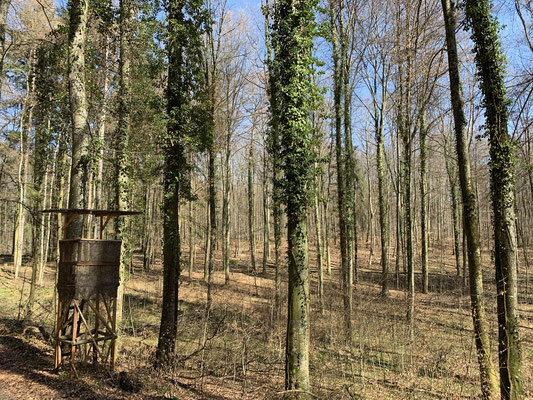 Waldspaziergang Kandern, im Markgräflerland