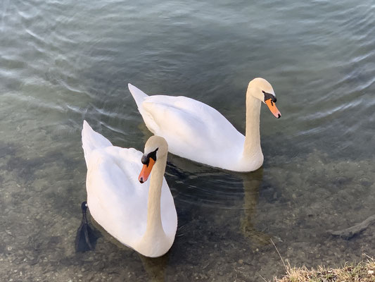 Cisnes en el lago Ferma