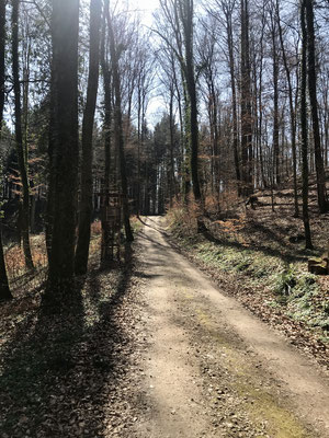 Bospad in het bos bij Kandern, in Markgräflerland