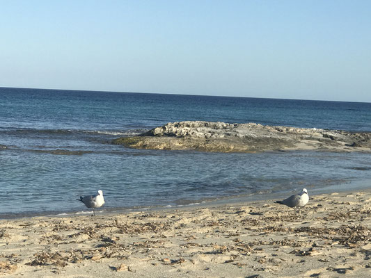 Seagulls on the Playa de ses Illetes