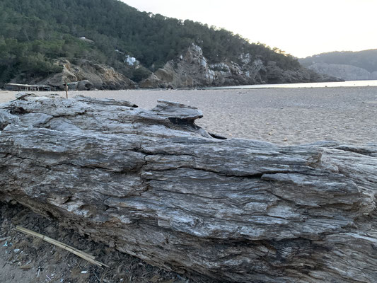 Boom als bankje in de baai van Beniras, ibiza