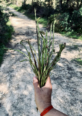 Wild asparagus grows in many places on IBIZ