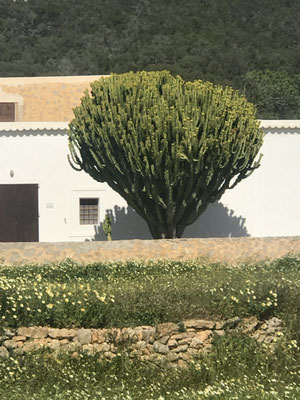 Grande cactus davanti a una casa a Ibiza, vicino a Santa Agnés