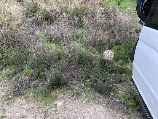 Beach CleanUp - Campagna di pulizia dei camper - Immagine del dopo senza rifiuti