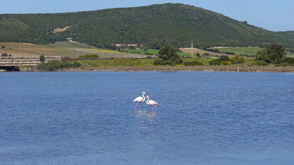 Flamingos in the salt pans near Porto Botte in Sardinia