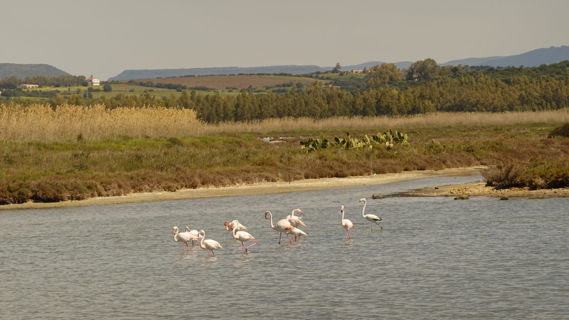 Flamingos in the salt pans near Porto Botte in Sardinia