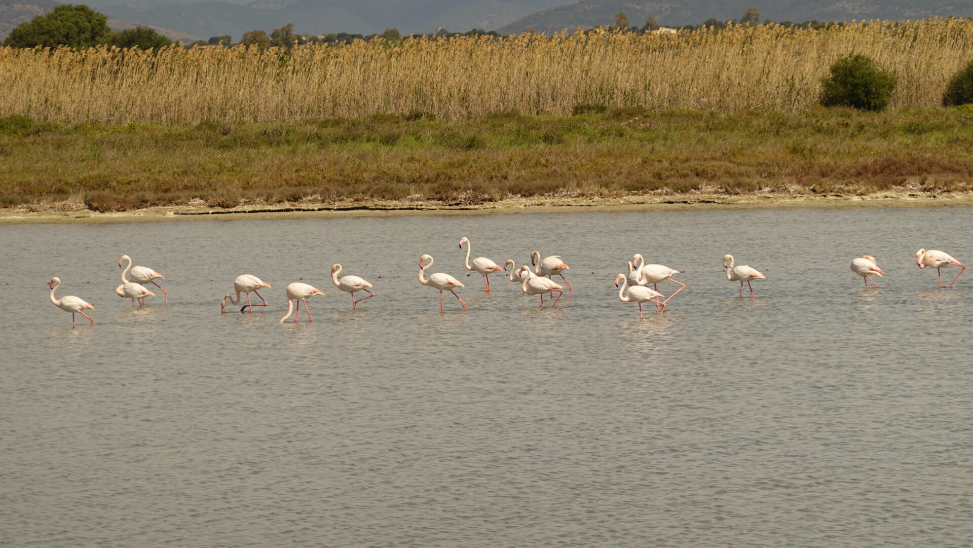 Flamingos in the salt pans near Porto Botte in Sardinia