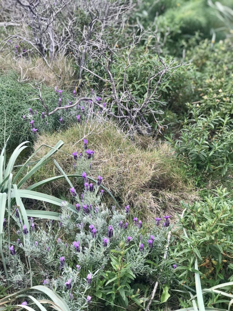 Coltivazione selvatica di lavanda a Capo Malfatano in Sardegna