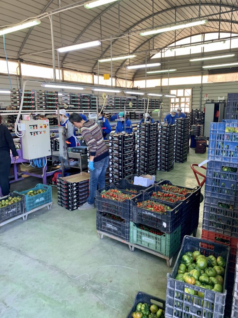 Granja de tomates en Portopalo