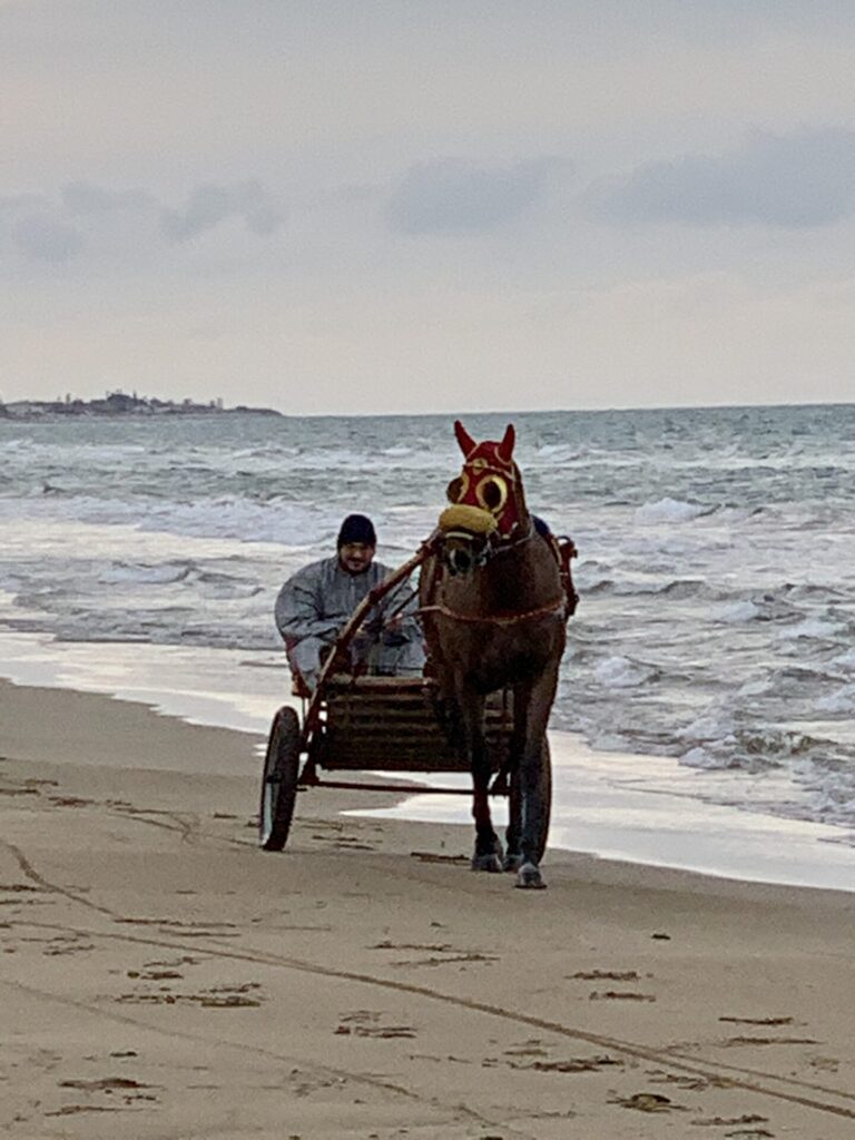 Rennpferd mit Sulky am Strand von Sizilien