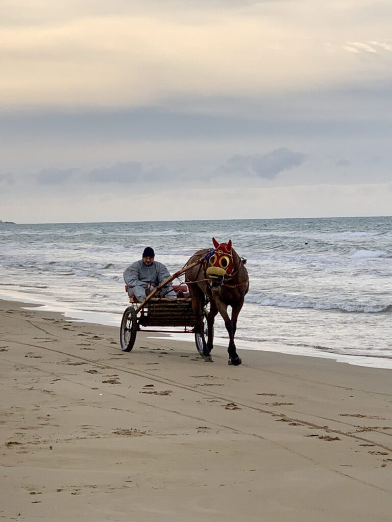 Rennpferd mit Sulky am Strand von Sizilien