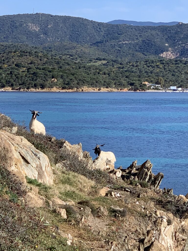 Cabras en Capo Malfatano, Cerdeña