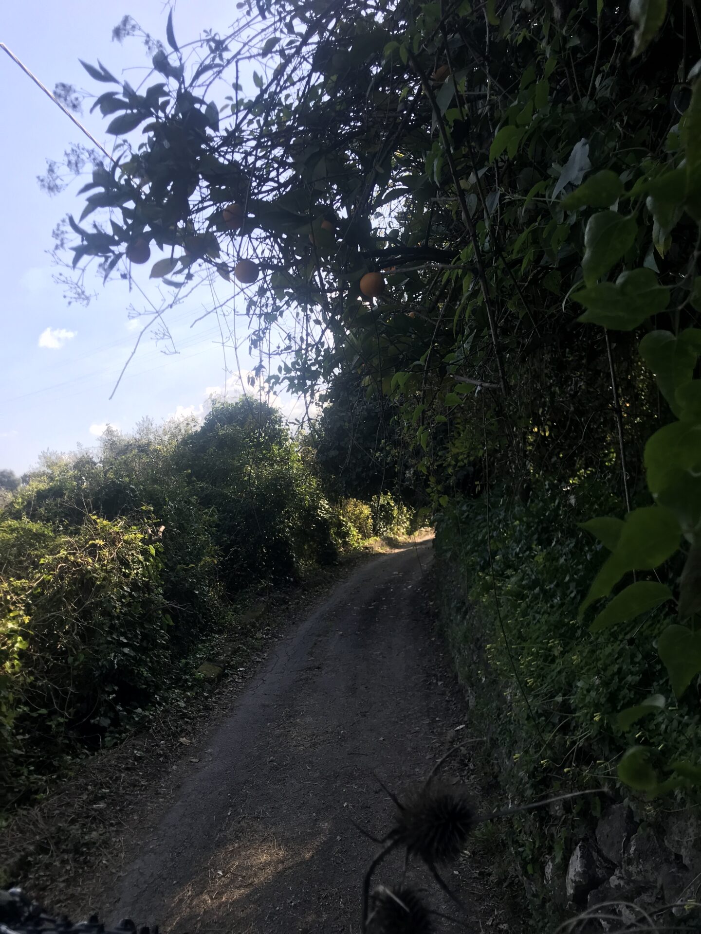 Estrecho camino entre naranjos en Sicilia