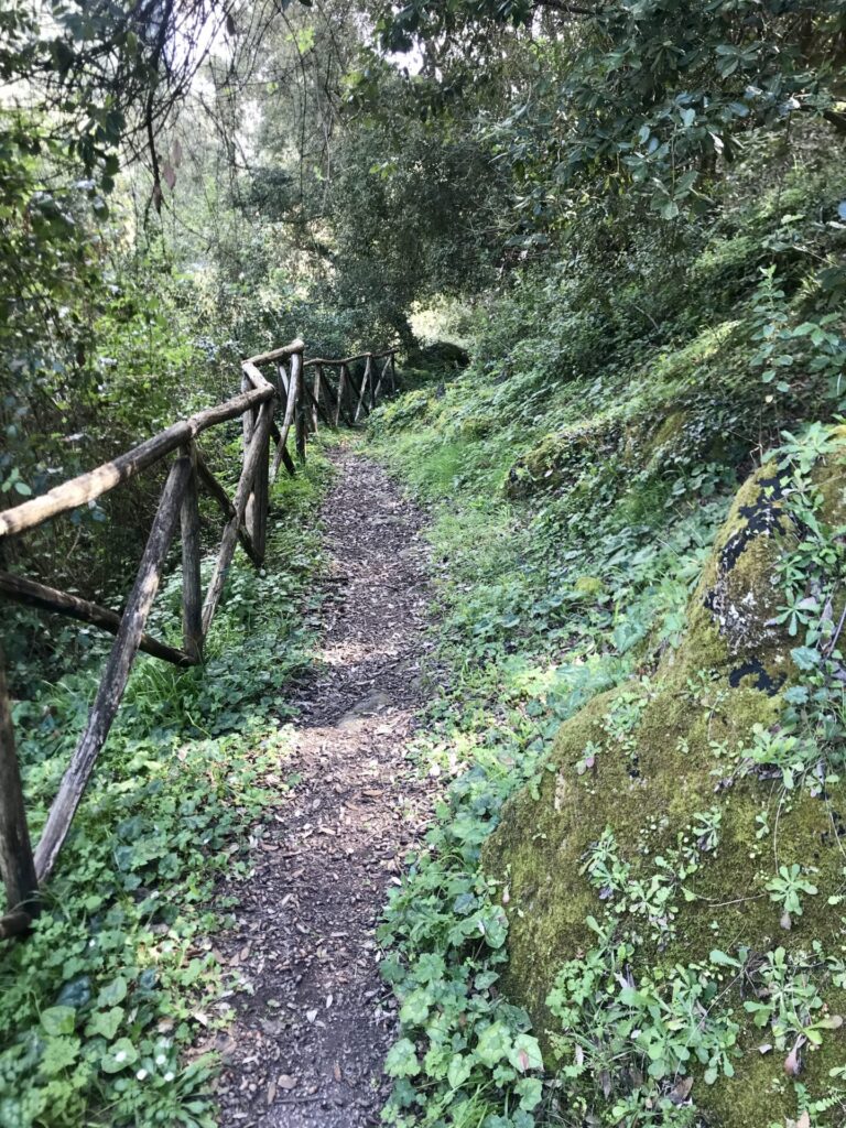 Chemin forestier