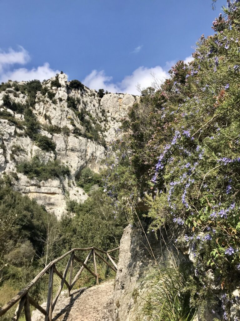 Sentier de randonnée avec romarin en fleurs devant des rochers