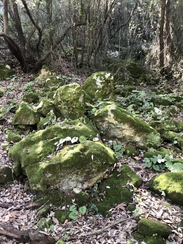 Felsen mit Moos