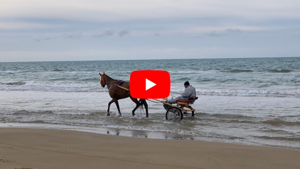 Rennpferd auf Sizilien am Strand