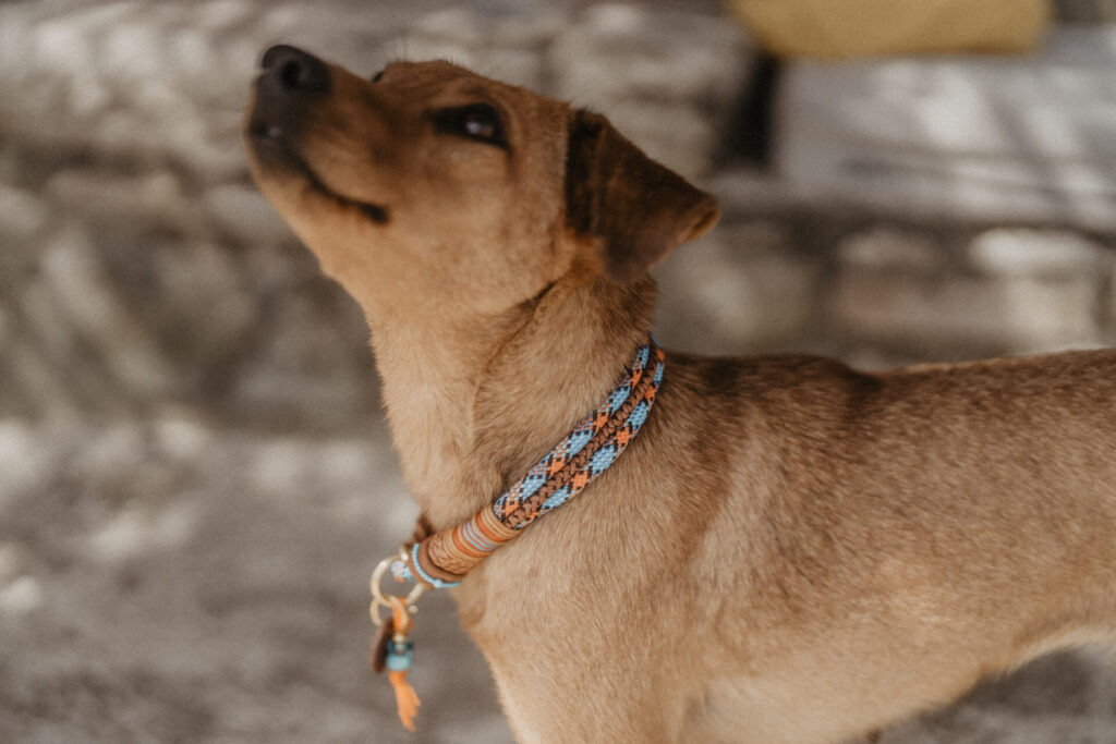 Unser Hund Luzifer auf der Casa Pieve