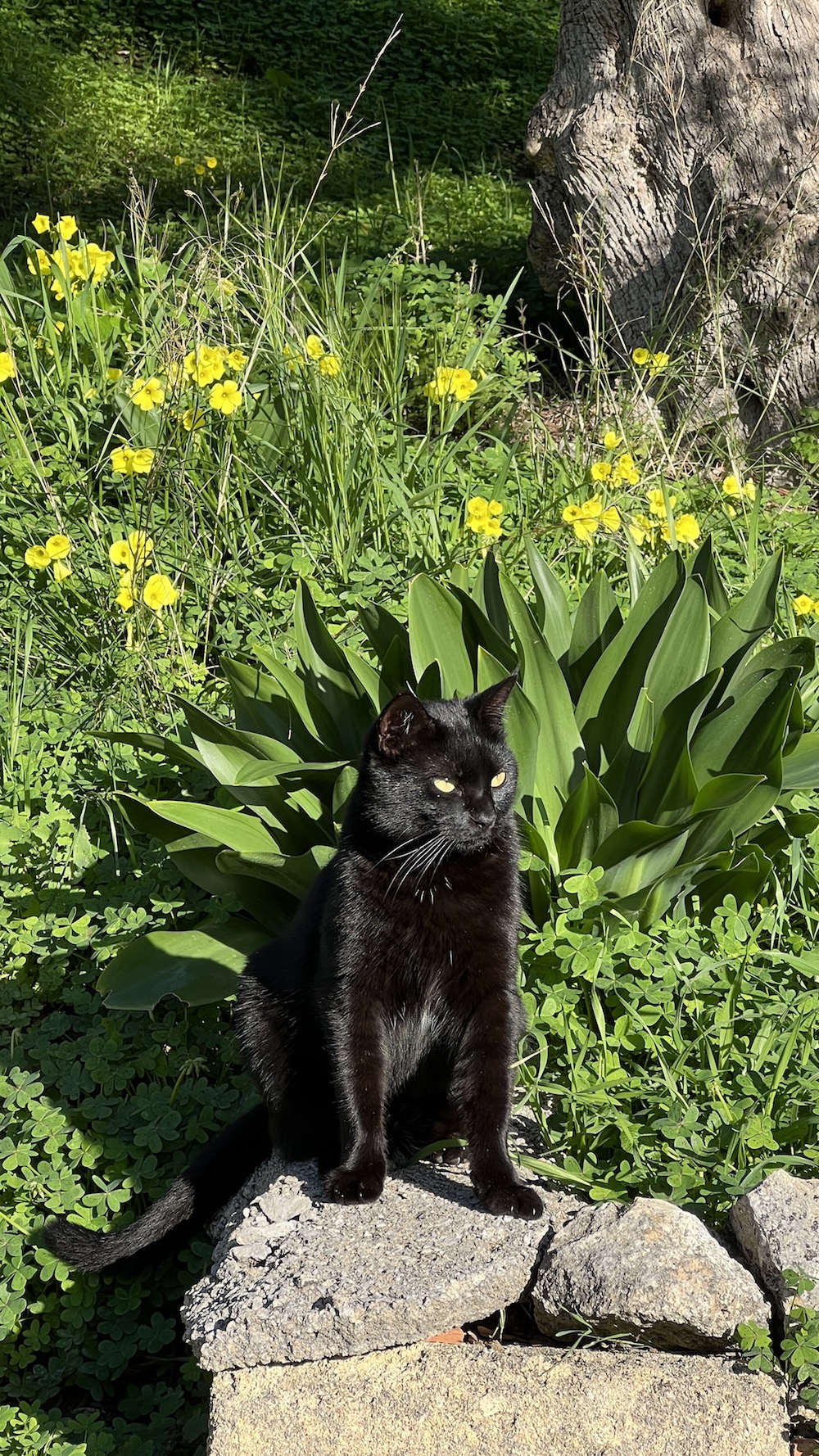 Gato callejero negro Batman delante de un prado de flores