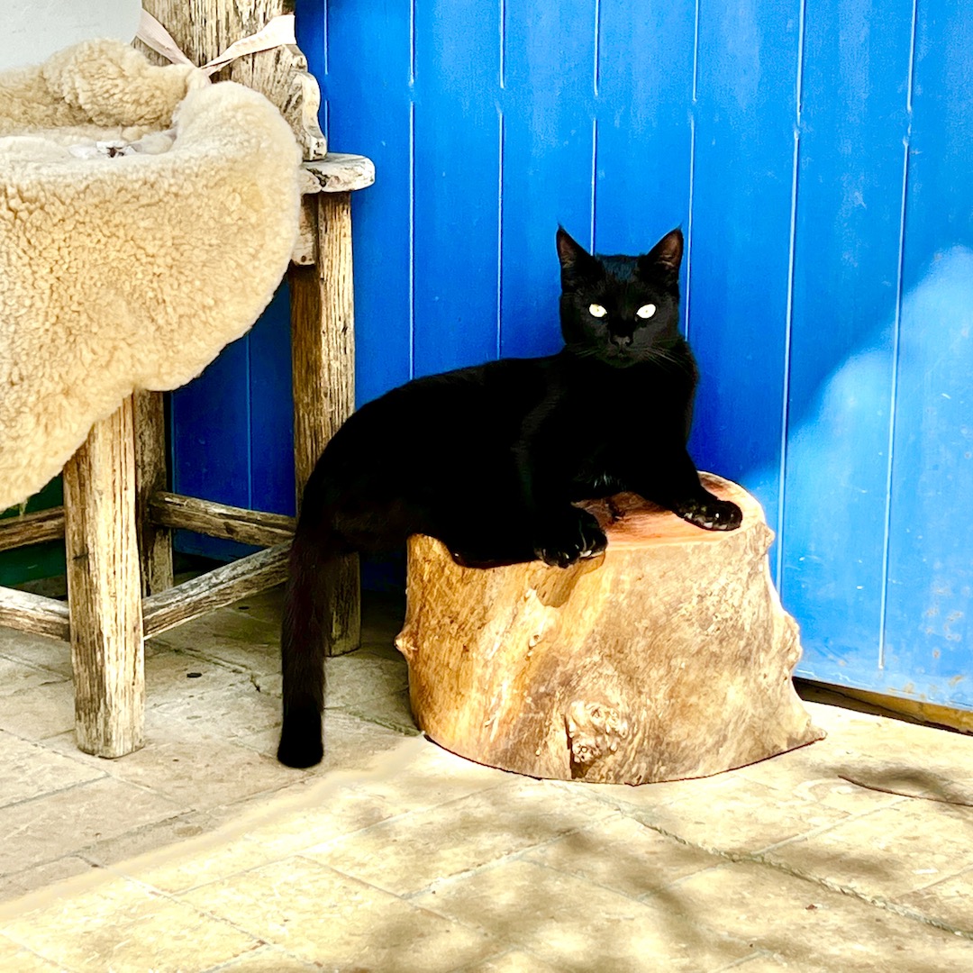 Gato callejero negro delante de una puerta azul