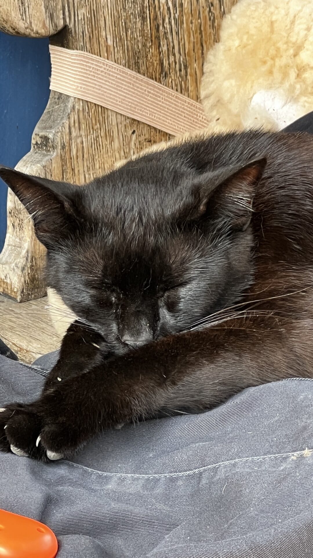 schwarze Straßenkatze schläft