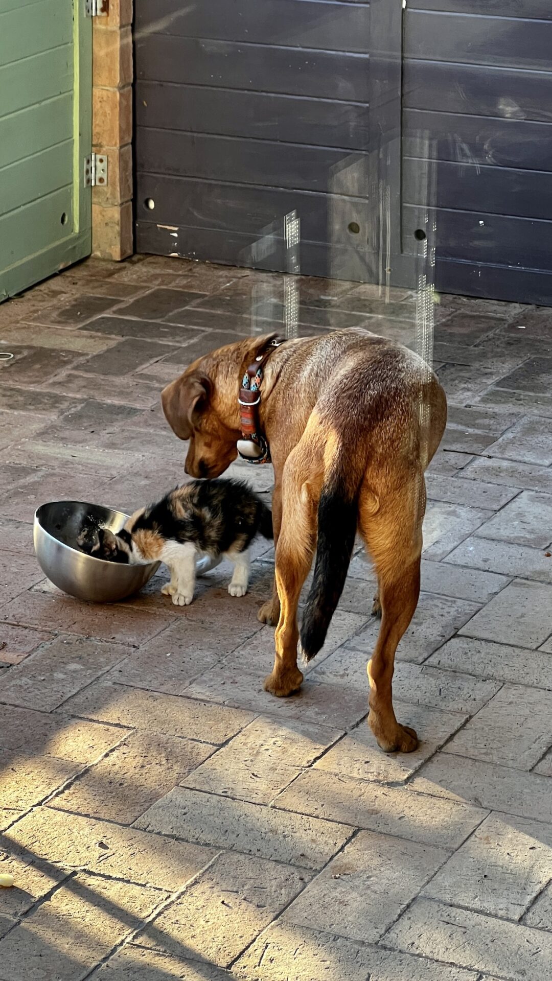 Un cane di strada guarda un piccolo gatto di strada mangiare