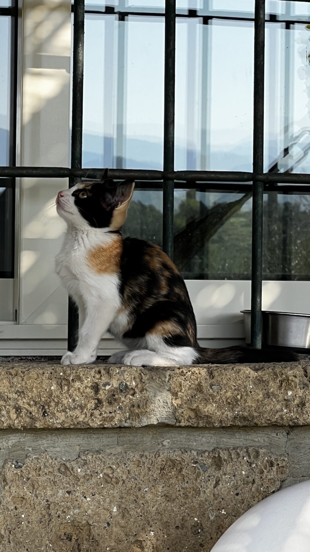 Gatto di strada seduto sul davanzale della finestra