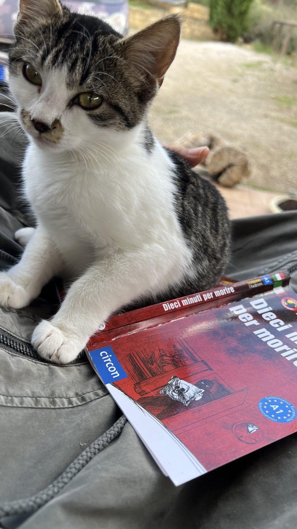 il piccolo gatto di strada Robin siede su un libro italiano