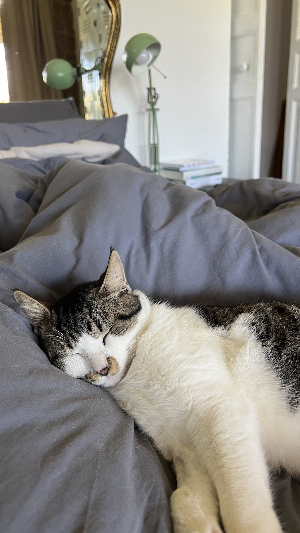 El gato callejero Robin tumbado en una cama