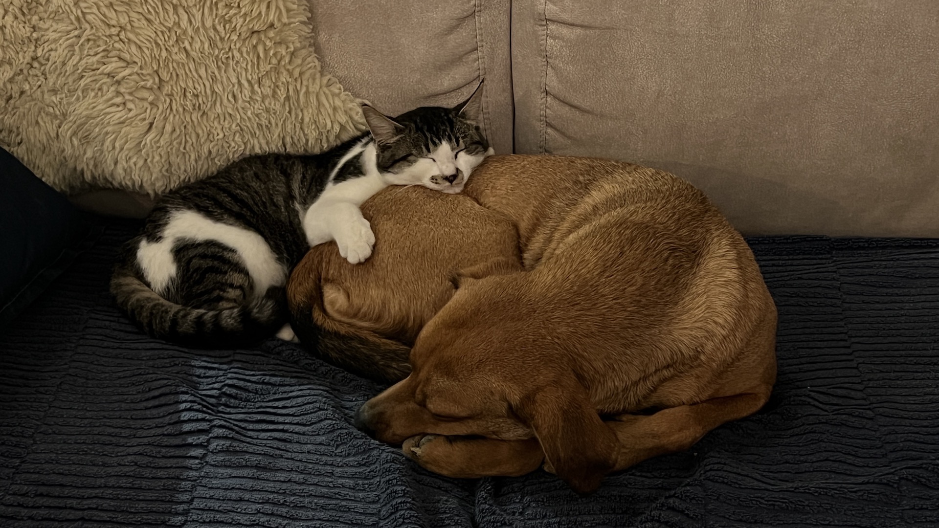 Un gato y un perro callejeros duermen acurrucados en un sofá