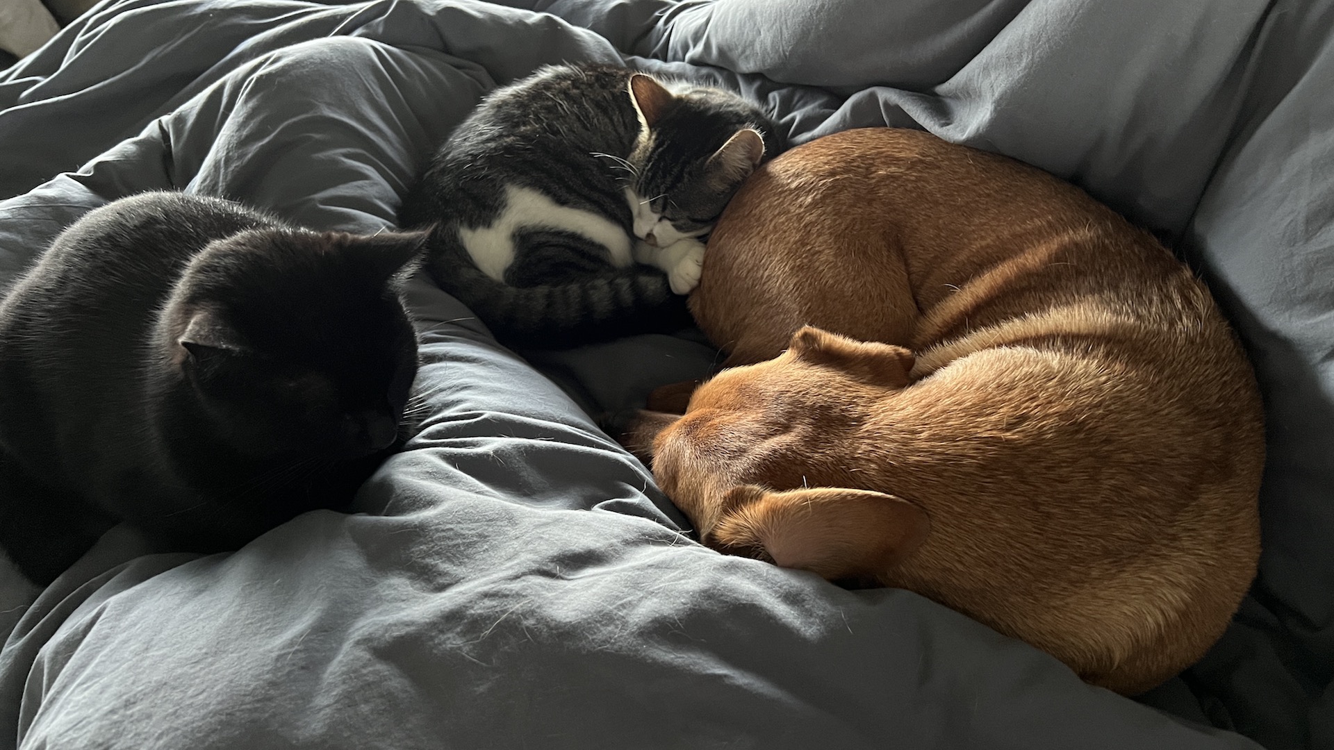 2 Katzen und ein Straßenhund im Bett